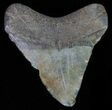 Juvenile Megalodon Tooth #61832-1